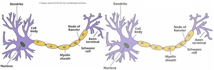 1 2 neurons
